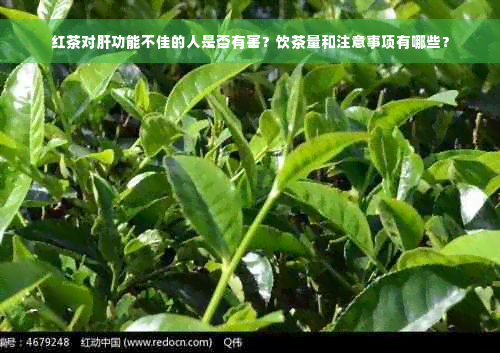 红茶对肝功能不佳的人是否有害？饮茶量和注意事项有哪些？