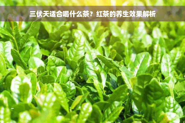 三伏天适合喝什么茶？红茶的养生效果解析