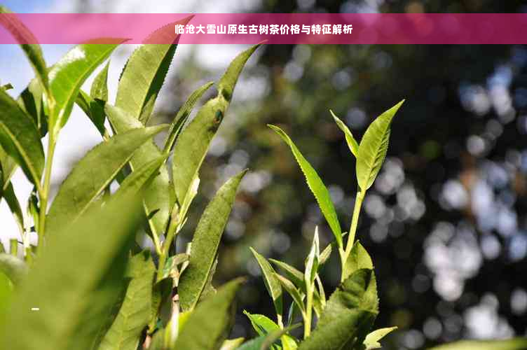 临沧大雪山原生古树茶价格与特征解析