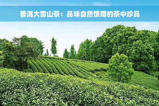 普洱大雪山茶：品味自然馈赠的茶中珍品