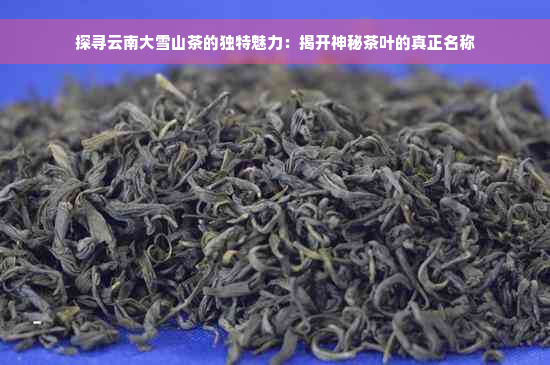 探寻云南大雪山茶的独特魅力：揭开神秘茶叶的真正名称