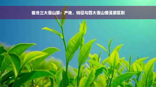 临沧三大雪山茶：产地、特征与四大雪山普洱茶区别