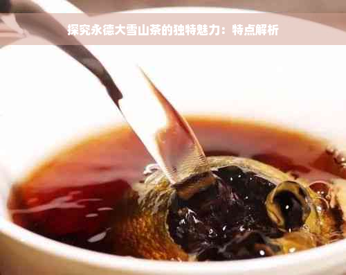 探究永德大雪山茶的独特魅力：特点解析