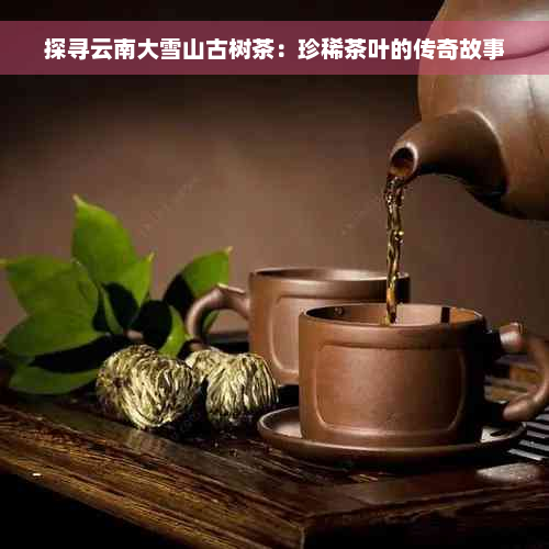 探寻云南大雪山古树茶：珍稀茶叶的传奇故事