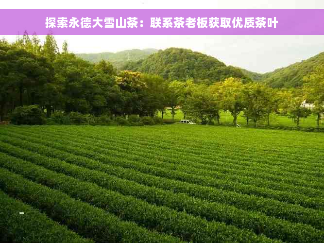 探索永德大雪山茶：联系茶老板获取优质茶叶