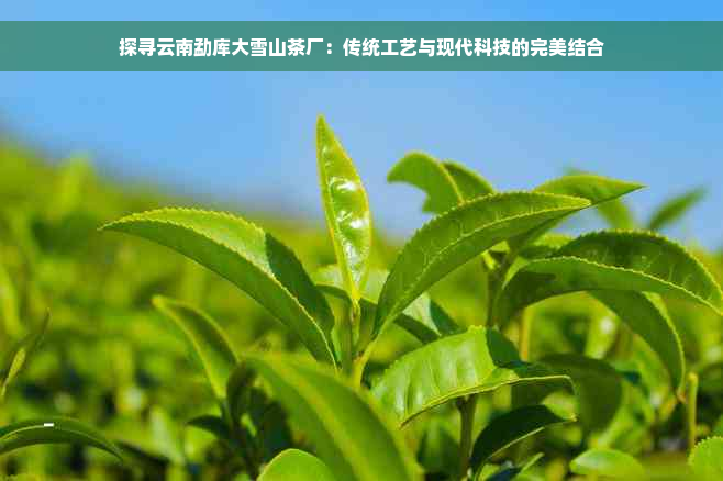 探寻云南勐库大雪山茶厂：传统工艺与现代科技的完美结合