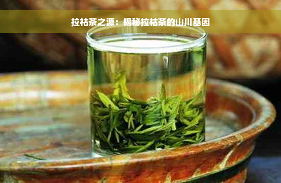 拉祜茶之源：揭秘拉祜茶的山川基因