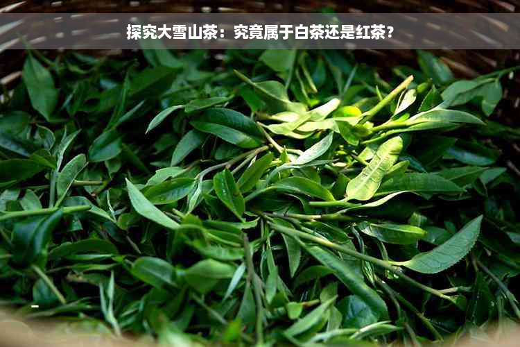 探究大雪山茶：究竟属于白茶还是红茶？