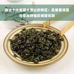 临沧十大名茶大雪山的特征：品鉴普洱茶与茶树种植的地理优势