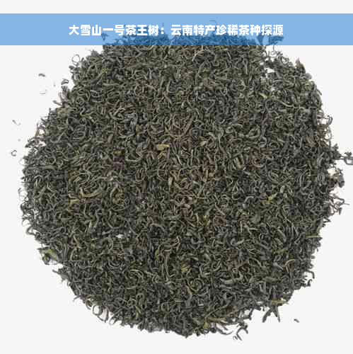 大雪山一号茶王树：云南特产珍稀茶种探源