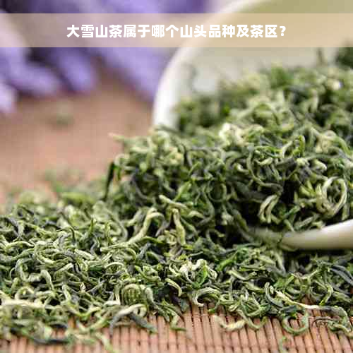 大雪山茶属于哪个山头品种及茶区？