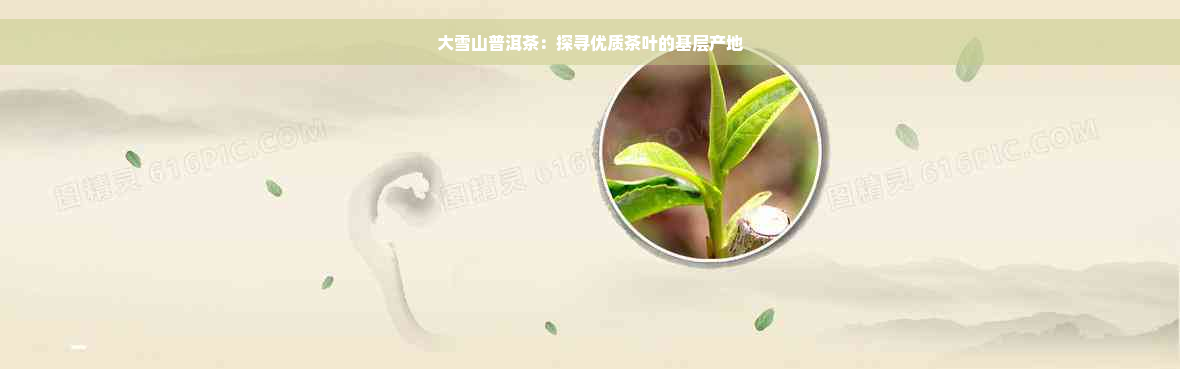 大雪山普洱茶：探寻优质茶叶的基层产地