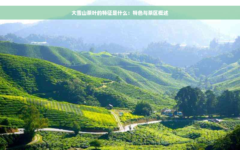 大雪山茶叶的特征是什么：特色与茶区概述