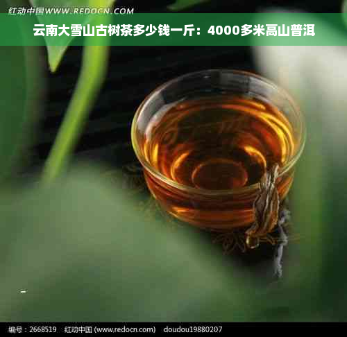 云南大雪山古树茶多少钱一斤：4000多米高山普洱