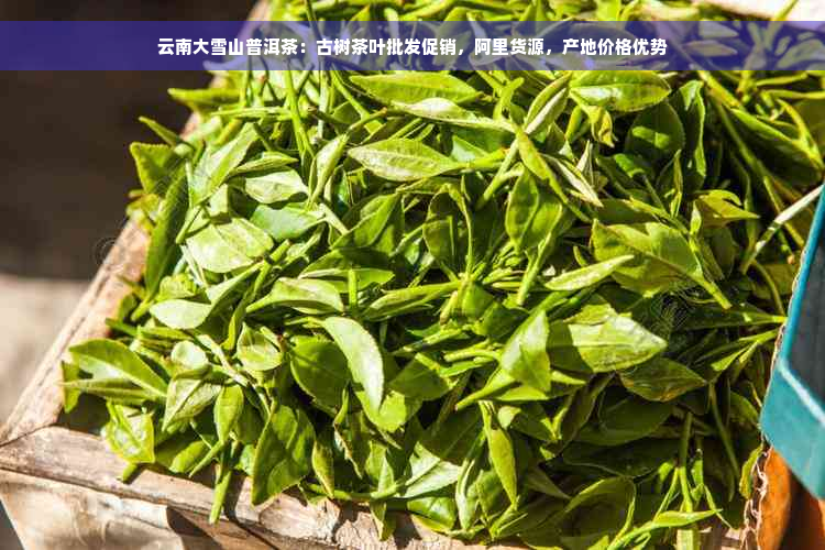 云南大雪山普洱茶：古树茶叶批发促销，阿里货源，产地价格优势