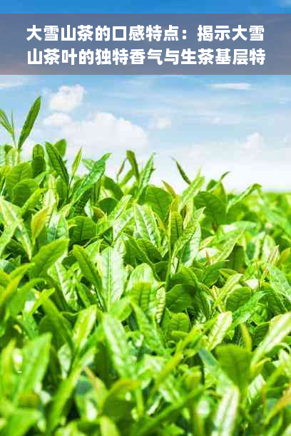 大雪山茶的口感特点：揭示大雪山茶叶的独特香气与生茶基层特征