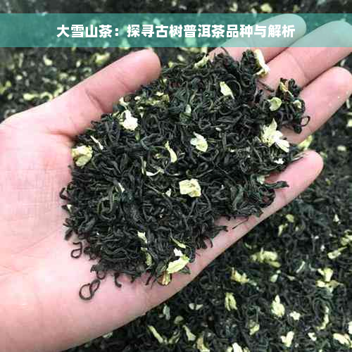 大雪山茶：探寻古树普洱茶品种与解析