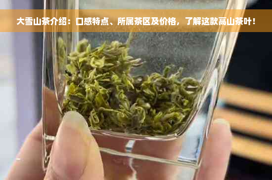 大雪山茶介绍：口感特点、所属茶区及价格，了解这款高山茶叶！