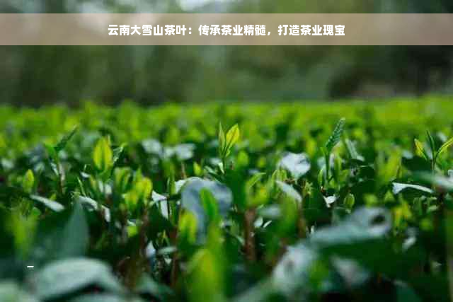 云南大雪山茶叶：传承茶业精髓，打造茶业瑰宝
