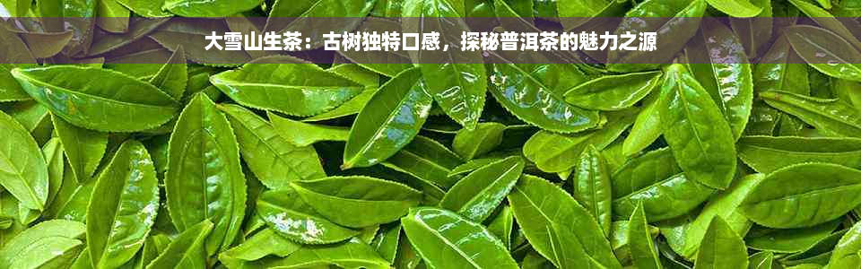 大雪山生茶：古树独特口感，探秘普洱茶的魅力之源