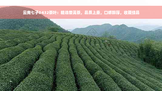 云南七子0432茶叶：精选普洱茶，品质上乘，口感醇厚，收藏佳品