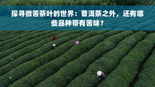 探寻微苦茶叶的世界：普洱茶之外，还有哪些品种带有苦味？