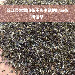 双江县大雪山茶王店电话地址与茶树信息