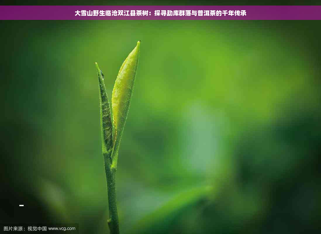 大雪山野生临沧双江县茶树：探寻勐库群落与普洱茶的千年传承