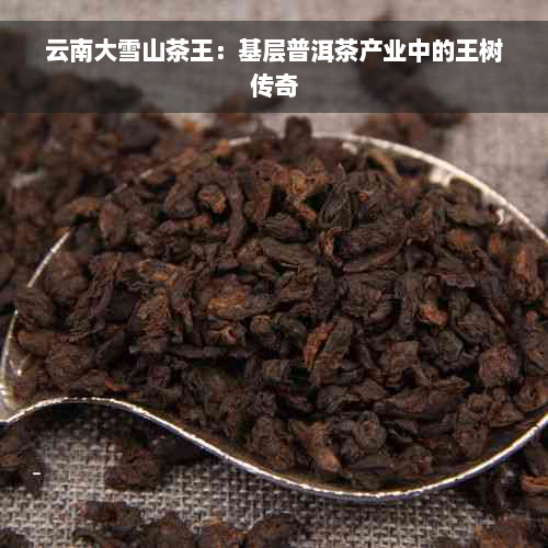 云南大雪山茶王：基层普洱茶产业中的王树传奇