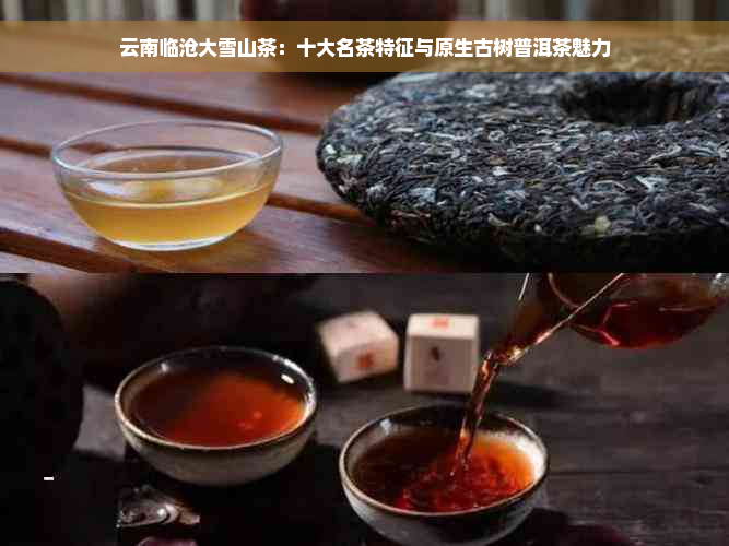 云南临沧大雪山茶：十大名茶特征与原生古树普洱茶魅力