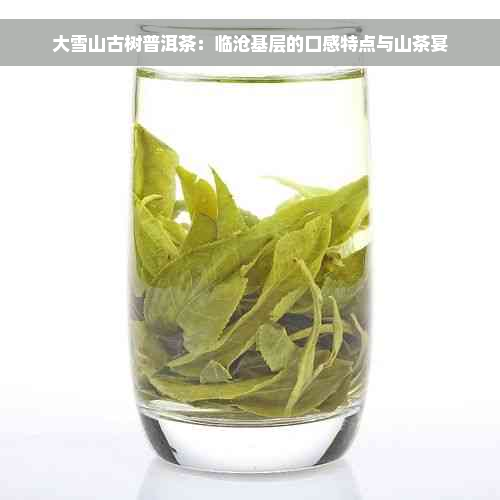 大雪山古树普洱茶：临沧基层的口感特点与山茶宴