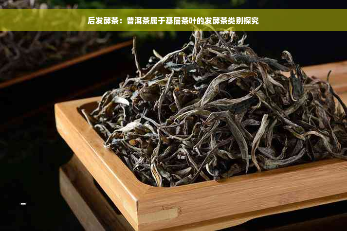 后发酵茶：普洱茶属于基层茶叶的发酵茶类别探究