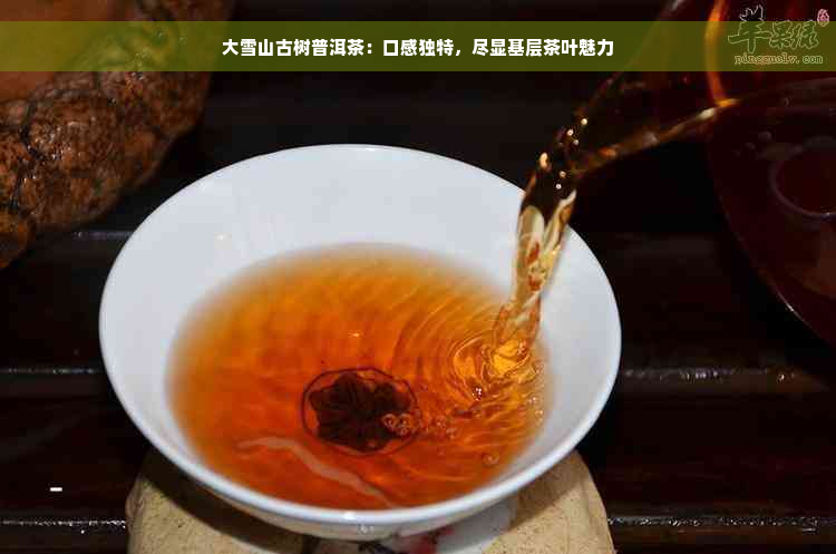 大雪山古树普洱茶：口感独特，尽显基层茶叶魅力