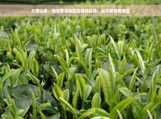大雪山茶：临沧普洱茶区的独特品种，探究其所属茶区