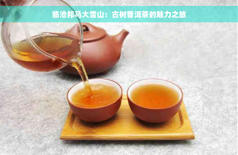 临沧邦马大雪山：古树普洱茶的魅力之旅