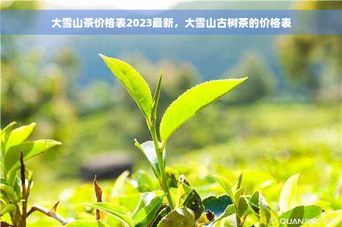 大雪山茶价格表2023最新，大雪山古树茶的价格表