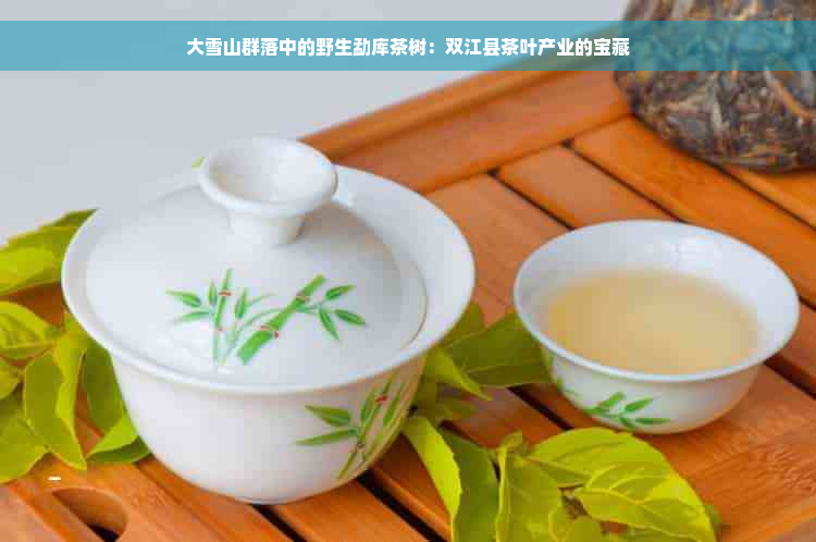 大雪山群落中的野生勐库茶树：双江县茶叶产业的宝藏