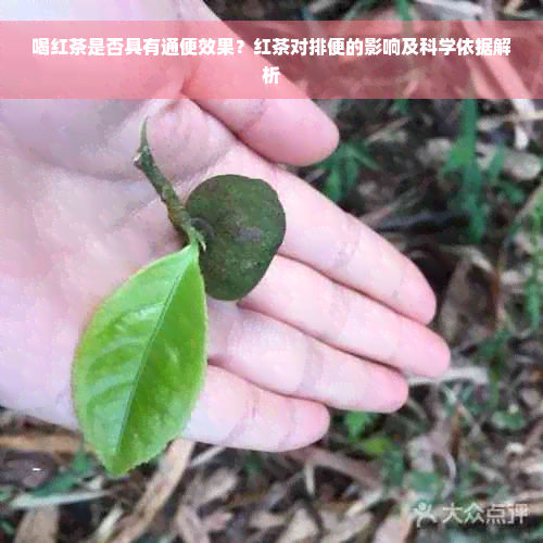 喝红茶是否具有通便效果？红茶对排便的影响及科学依据解析