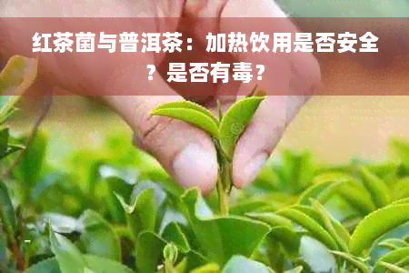 红茶菌与普洱茶：加热饮用是否安全？是否有毒？