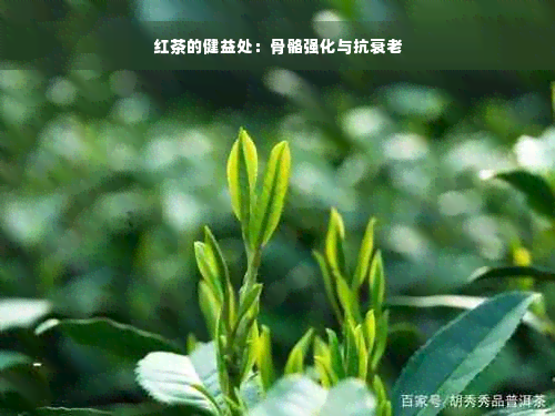 红茶的健益处：骨骼强化与抗衰老