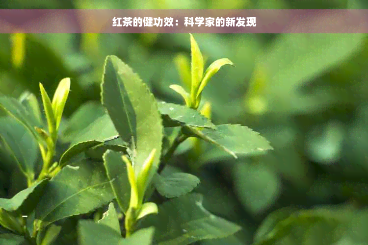 红茶的健功效：科学家的新发现