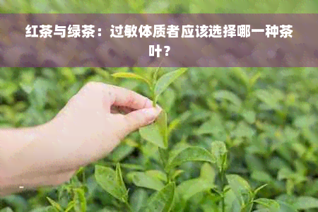 红茶与绿茶：过敏体质者应该选择哪一种茶叶？