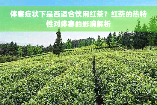 体寒症状下是否适合饮用红茶？红茶的热特性对体寒的影响解析