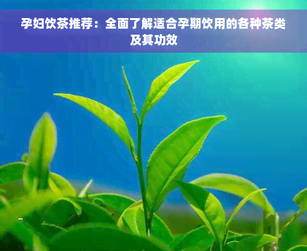 孕妇饮茶推荐：全面了解适合孕期饮用的各种茶类及其功效