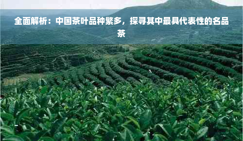 全面解析：中国茶叶品种繁多，探寻其中更具代表性的名品茶