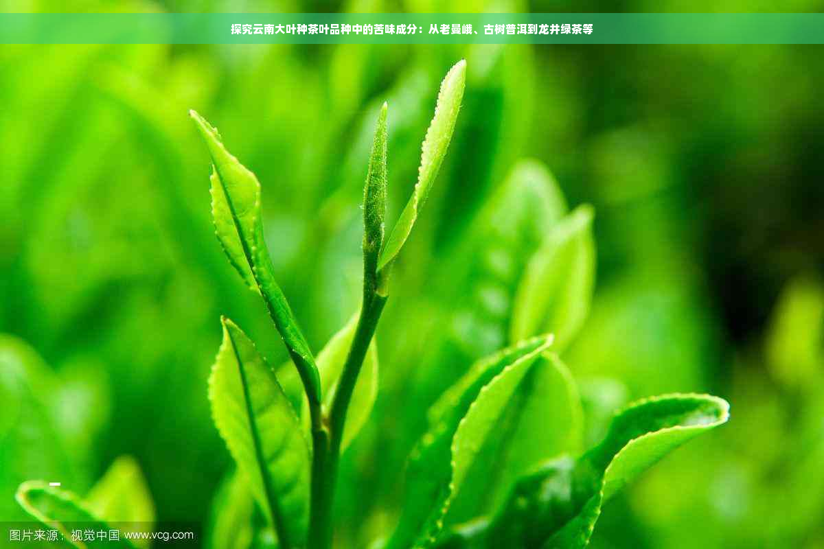 探究云南大叶种茶叶品种中的苦味成分：从老曼峨、古树普洱到龙井绿茶等