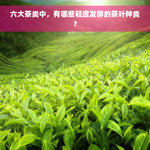 六大茶类中，有哪些轻度发酵的茶叶种类？