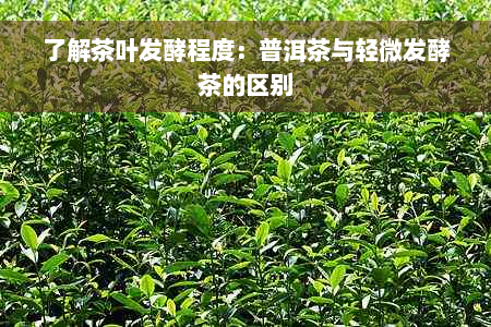 了解茶叶发酵程度：普洱茶与轻微发酵茶的区别