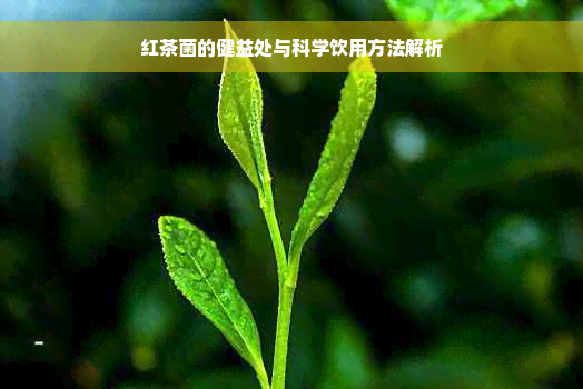 红茶菌的健益处与科学饮用方法解析