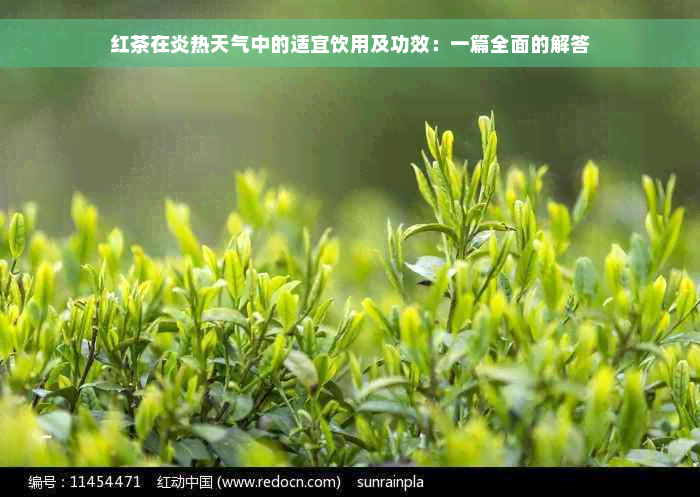 红茶在炎热天气中的适宜饮用及功效：一篇全面的解答